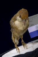 藏品(白喉噪眉)的圖片